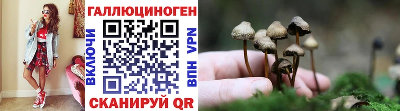 закладки  Королёв  darknet наркотические препараты  Галлюциногенные грибы Cubensis  omg ссылка 